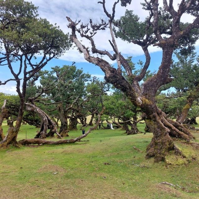 West Madeira:, Laurel Forest, Waterfall, Rock Pools, Walk - Cabo Girao glass skywalk: the wow moment that starts the west route