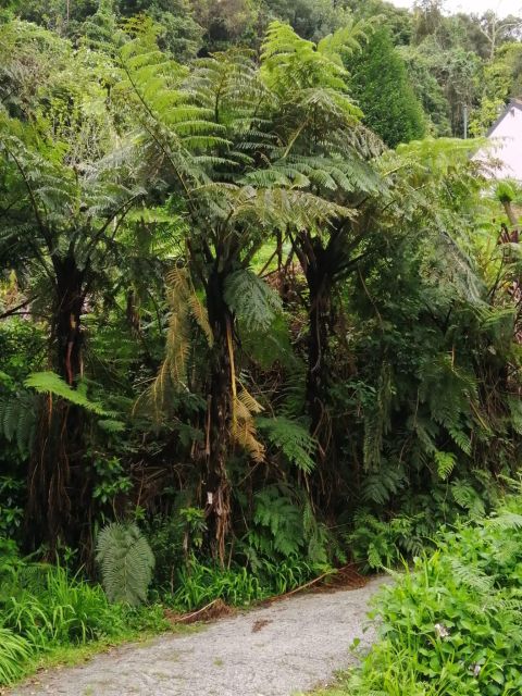 West Madeira:, Laurel Forest, Waterfall, Rock Pools, Walk - Sao Vicente and the mountain road back to Funchal