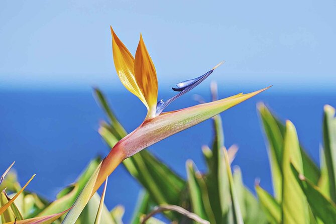 West of Madeira Private Full-Day Tour with Pickup from Funchal - How your guide shapes the route on this west Madeira loop
