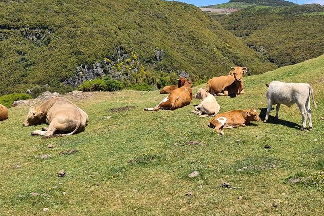 West of Madeira Private Half-Day Tour - Your guide and the kind of day you’ll get
