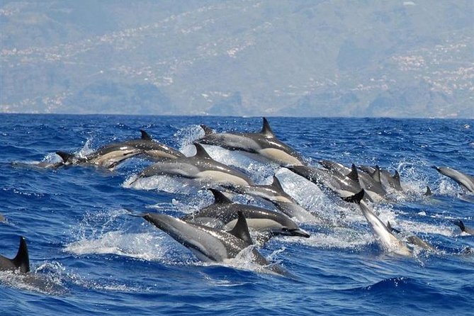 Whale and Dolphin Watching in Calheta, Madeira Island - Calheta, Madeira: A Good Place to See Cetaceans