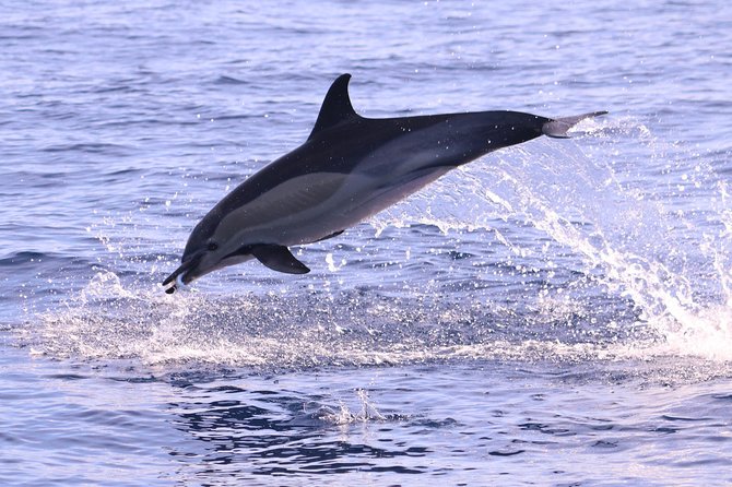 Whale and Dolphin Watching in Calheta, Madeira Island - From Check-In to Launch: What the Start Feels Like