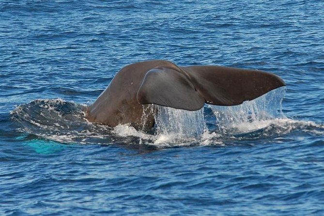 Whale and Dolphin Watching in Calheta, Madeira Island - What You Might See: Dolphins Are the Main Act, Whales Are the Big Bonus