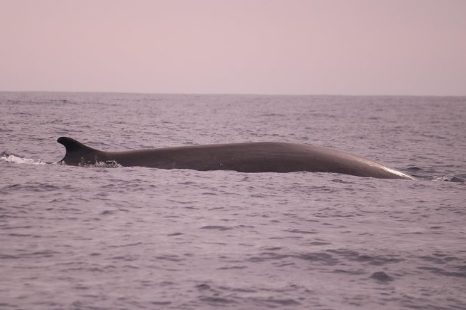 Whale and Dolphin Watching in Calheta, Madeira Island - The Ride Reality Check: Bumpy Water, Fast Speeds, and How to Feel Better