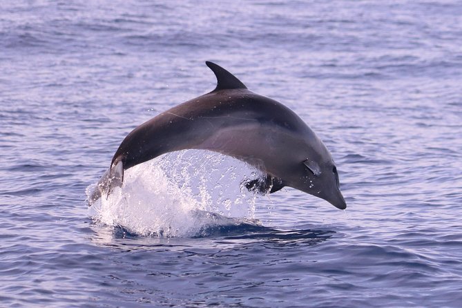 Whale and Dolphin Watching in Calheta, Madeira Island - Coastal Views From the Deck: It Is Not Just About Animals