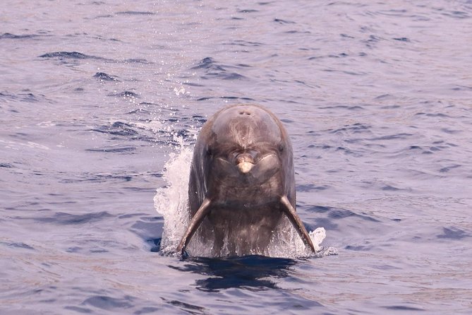 Whale and Dolphin Watching in Calheta, Madeira Island - Crew, Commentary, and How the Learning Adds Up