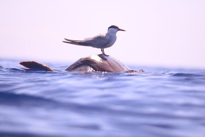 Whale and Dolphin Watching in Calheta, Madeira Island - Price and Value: Is $72.56 Reasonable for 2 Hours at Sea?