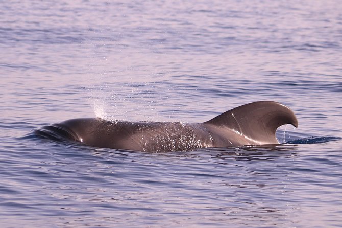 Whale and Dolphin Watching in Calheta, Madeira Island - Who Should Book This Whale and Dolphin Trip in Calheta