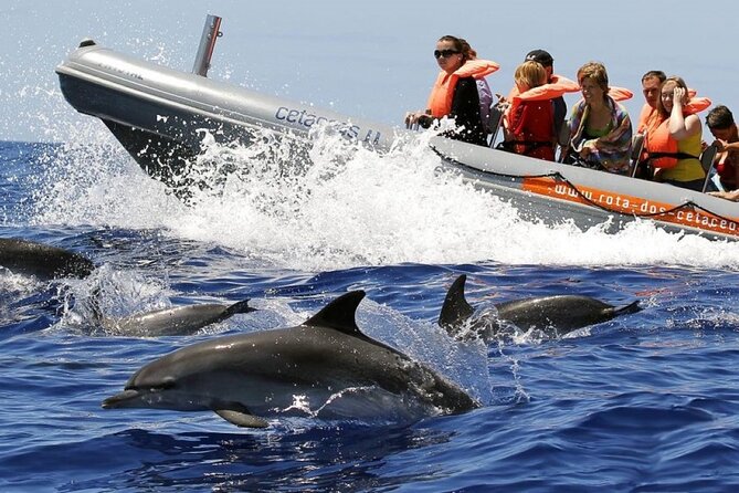 Whale and Dolphin Watching Tour from Funchal - Key points I’d plan around