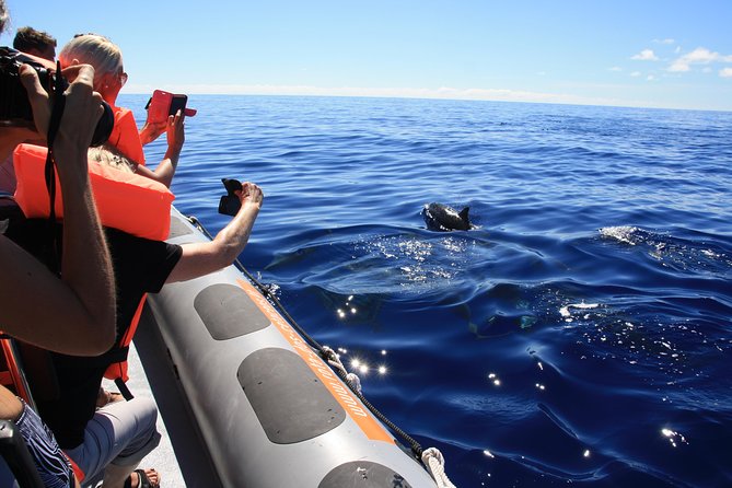 Whale and Dolphin Watching Tour from Funchal - Whale Watching Off Madeira: What You Really Get in 2.5 Hours