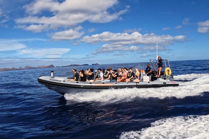 Whale and Dolphin Watching Tour from Funchal - The Wildlife You Might See: Dolphins, Whales, and Sometimes More