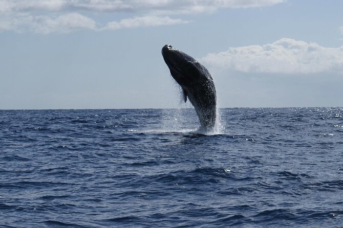 Whale and Dolphin Watching Tour from Funchal - Stop 1: Rota dos Cetáceos and What to Do with Your Eyes