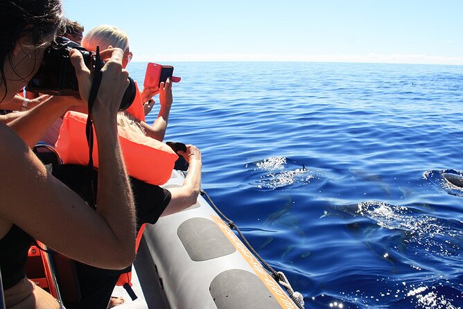 Whale and Dolphin Watching Tour from Funchal - Snorkeling in Madeira: Included Gear, Season-Dependent Timing