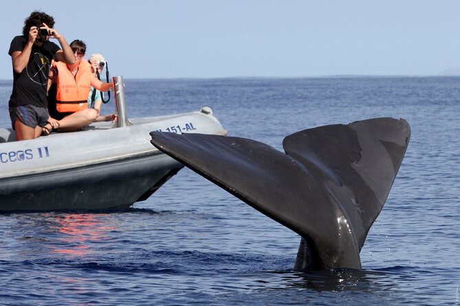 Whale and Dolphin Watching Tour from Funchal - The Boat Ride Reality: Comfort, Motion, and Deck-Position Tips
