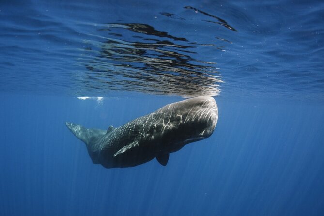 Whale and Dolphin Watching Tour from Funchal - What the Price Includes, and Where the Value Comes From