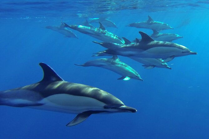 Whale and Dolphin Watching Tour from Funchal - Finding Animals off Madeira: How the Boat Search Works