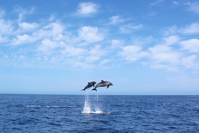 Whale and Dolphin Watching Tour in Madeira - Key points before you go