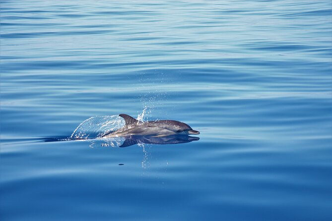 Whale and Dolphin Watching Tour in Madeira - Your 2.5-hour plan: coastal cruising with real water time