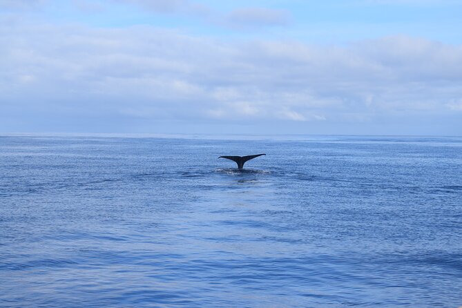 Whale and Dolphin Watching Tour in Madeira - What happens when spotting whales and dolphins (and what you should expect)
