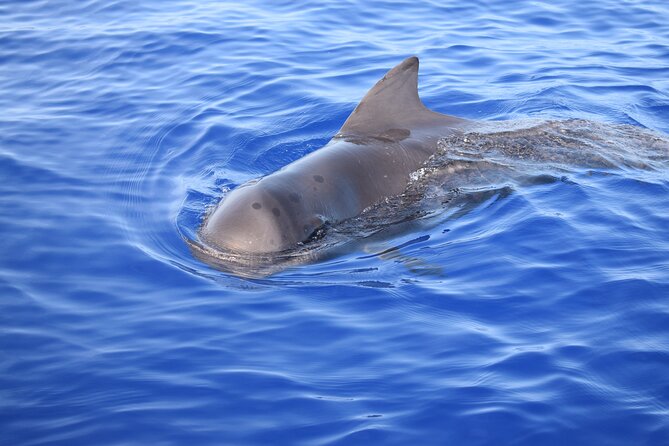 Whale and Dolphin Watching Tour in Madeira - Price and value: what $83.44 buys you in Madeira