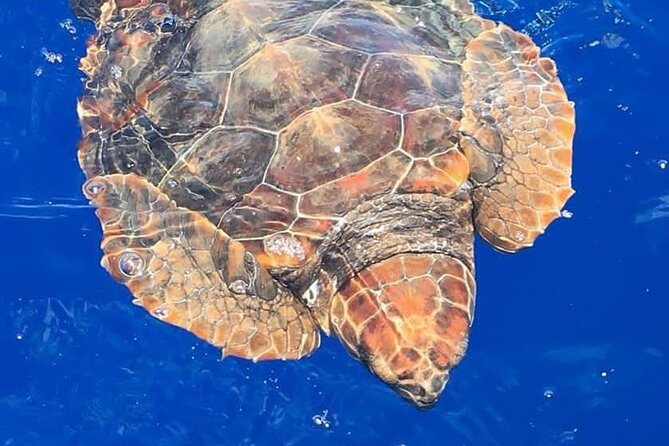 Whale & Dolphin Watching in Madeira - Key highlights worth knowing