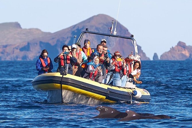 Whale & Dolphin Watching in Madeira - Setting out from Caniçal: Madeira Sea Emotions meeting point and what to expect