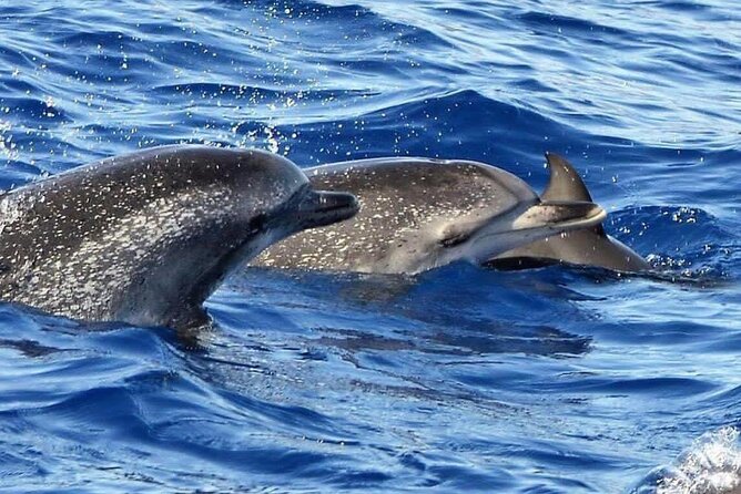 Whale & Dolphin Watching in Madeira - Stop 1, Ponta de São Lourenço: volcanic scenery with ocean-scale views