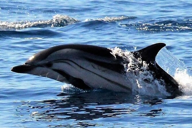 Whale & Dolphin Watching in Madeira - Prainha do Canical and Cais do Sardinha: where the water feels close