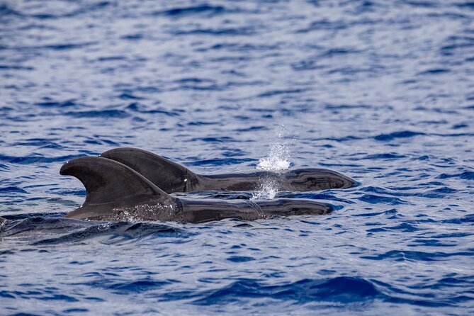 Whale & Dolphin Watching in Madeira - What “2 hours” feels like on a boat