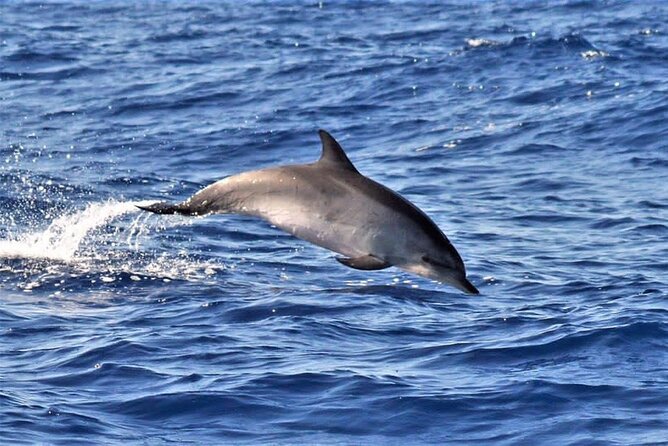 Whale & Dolphin Watching in Madeira - The real value: $59.89 for whales, dolphins, and a scenic route
