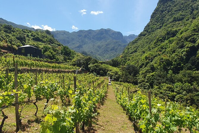 Wine Tasting Experience in Boaventura, Madeira North Coast - Price and value: is $54.06 per person fair?