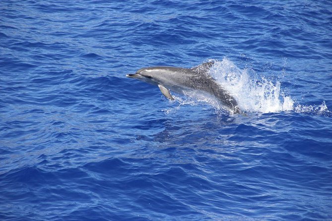 Wines Tasting Experience and Skywalk with Dolphin Watching - Why this Madeira day works: cliffs, vineyards, and the open sea